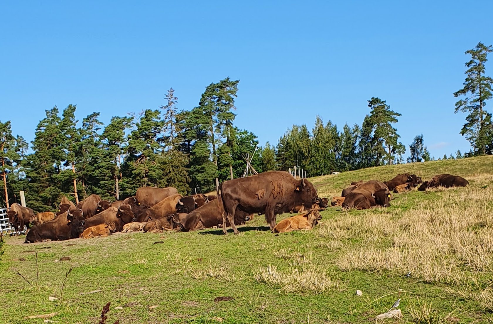 Bisonfarmen i Gate (Gate Bison Farm)